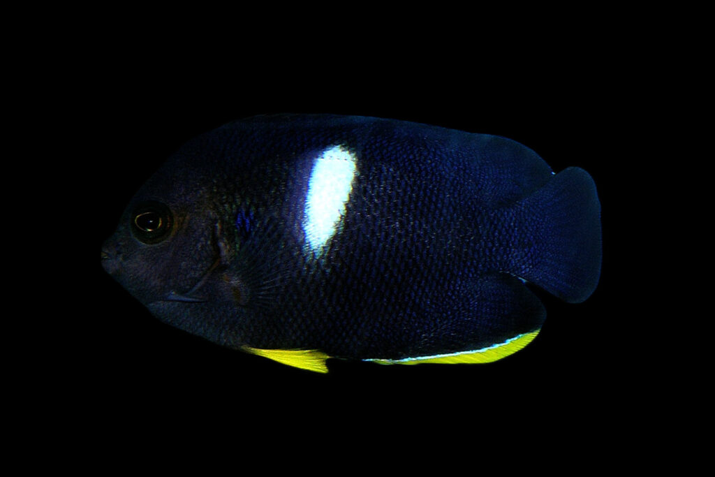 Shop Keyhole Angelfish Reeftopia Australia S Source For Premium