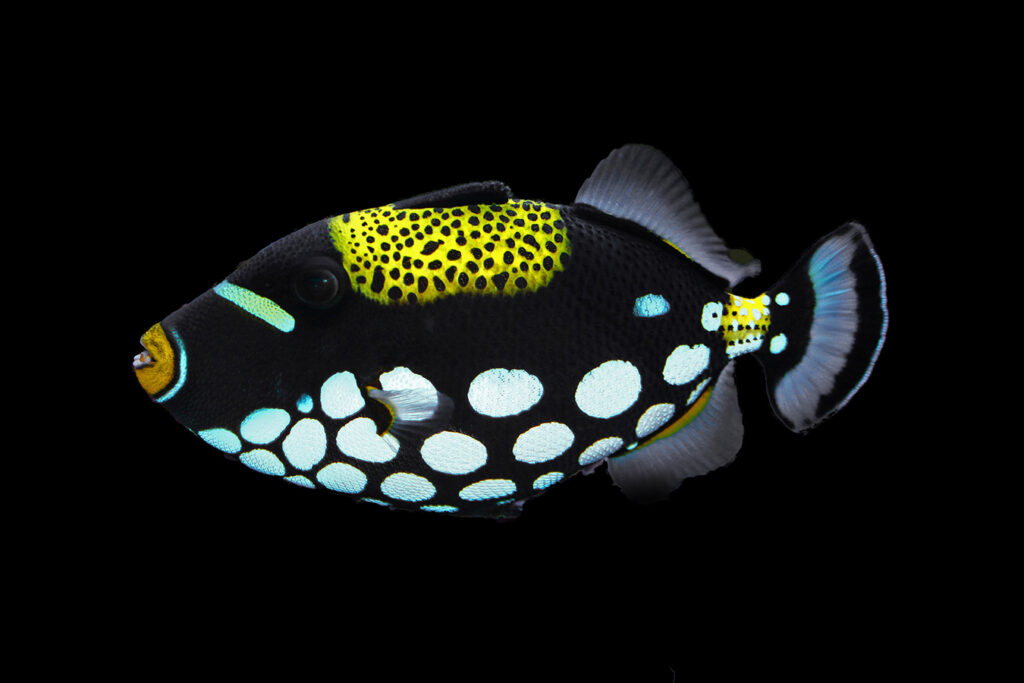 Shop Clown Triggerfish Reeftopia Australia S Source For Premium