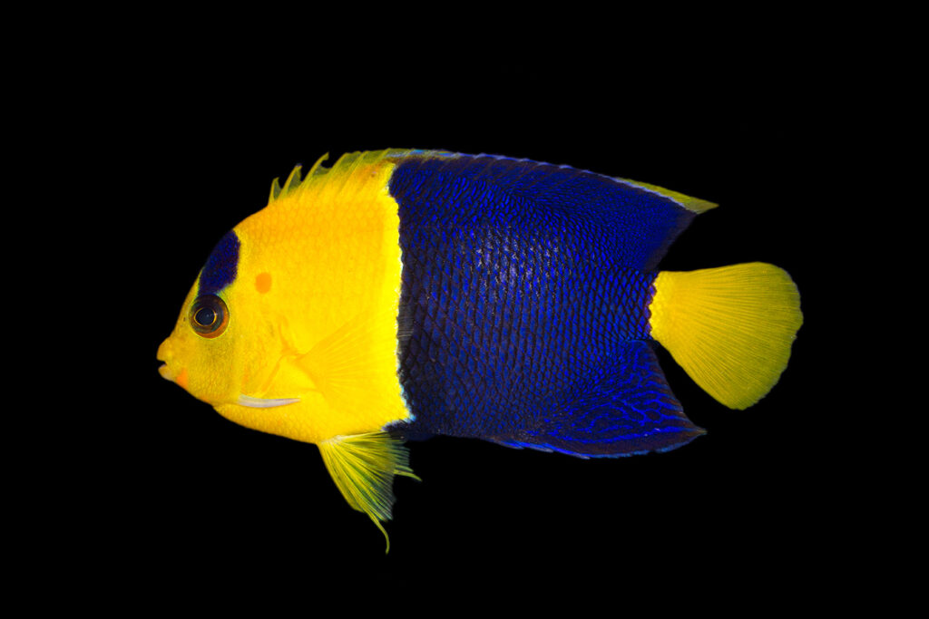 Shop Bicolor Angelfish Reeftopia Australia S Source For Premium