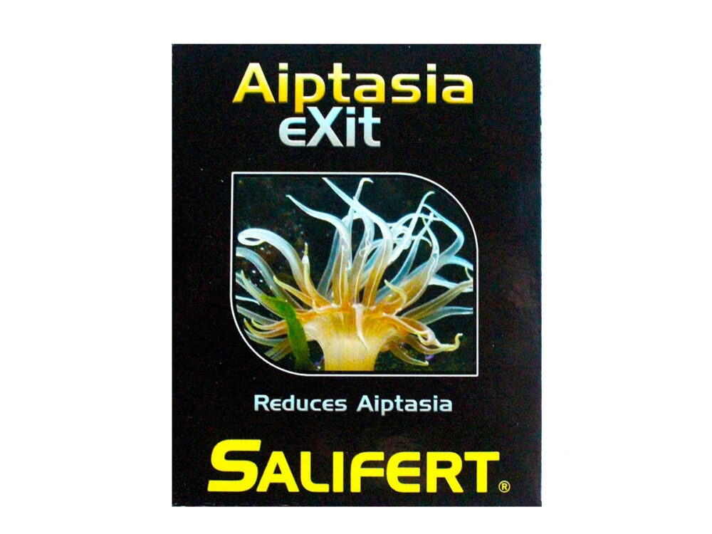 Aiptasia 1