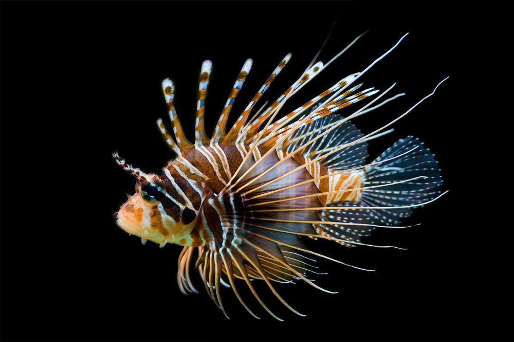 Antennata Lionfish