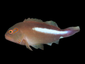 Arc Eye Hawkfish