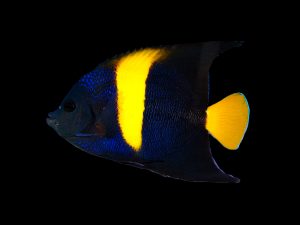 Asfur Angelfish