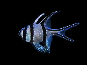 Bangaii Cardinalfish