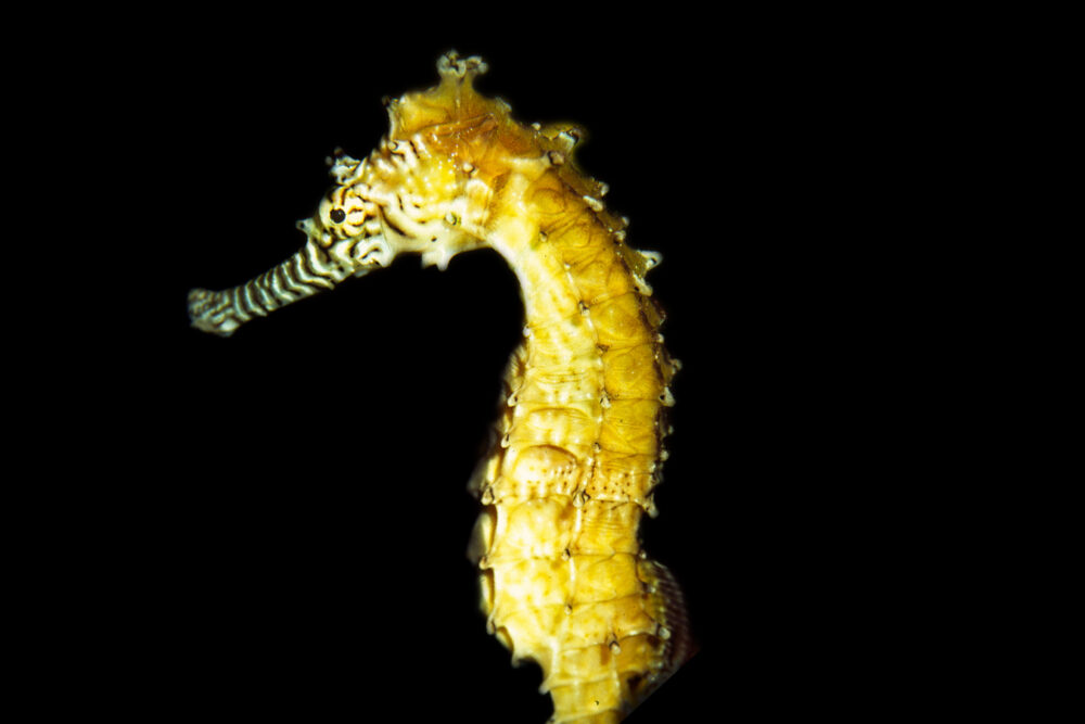 Barbouri Seahorse