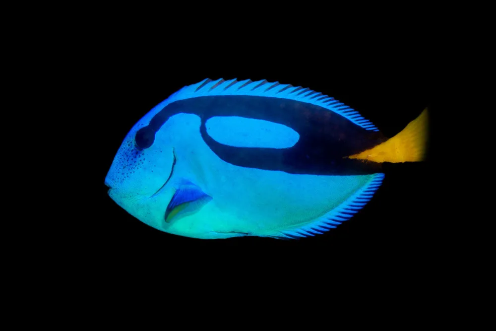 Blue Tang 1 jpg