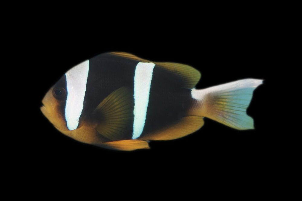 Clarkii Clownfish