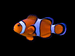 Ocellaris Clownfish - Orange