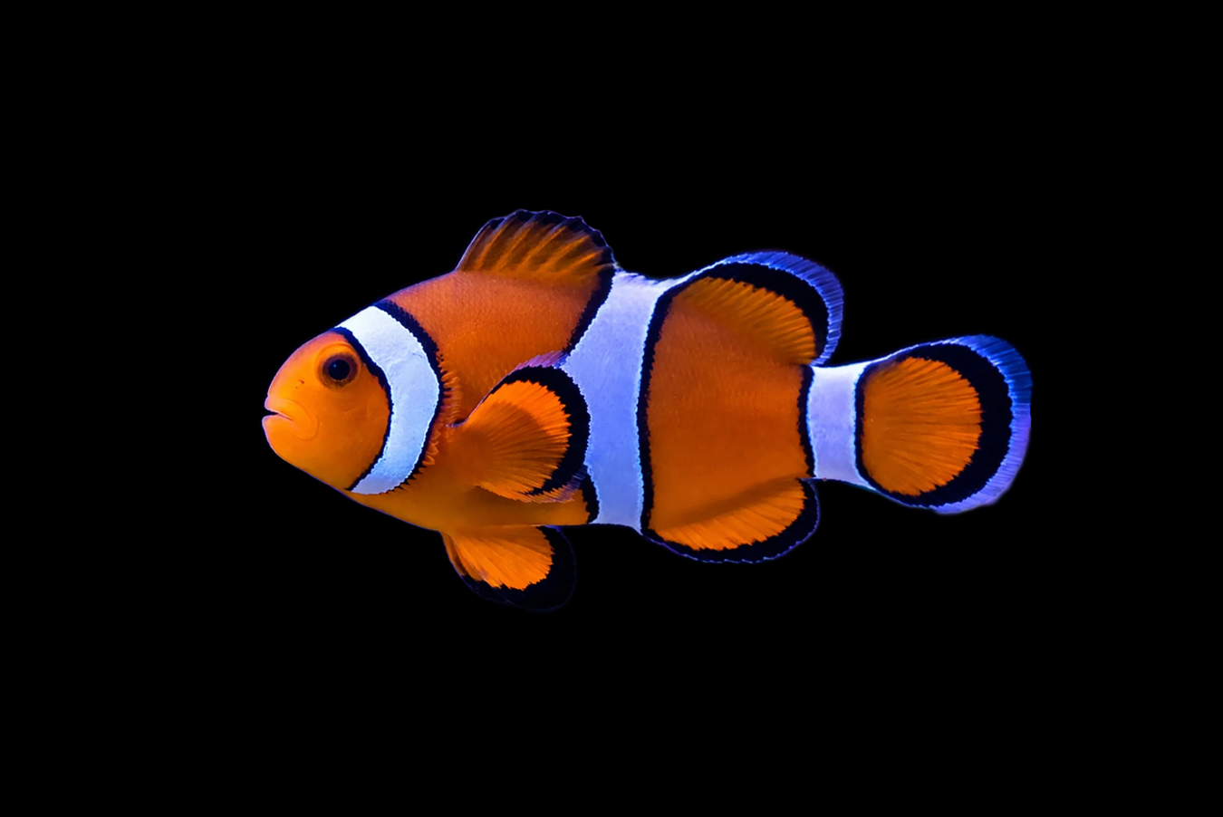 Ocellaris Clownfish - Orange 1 Ocellaris Clownfish - Orange