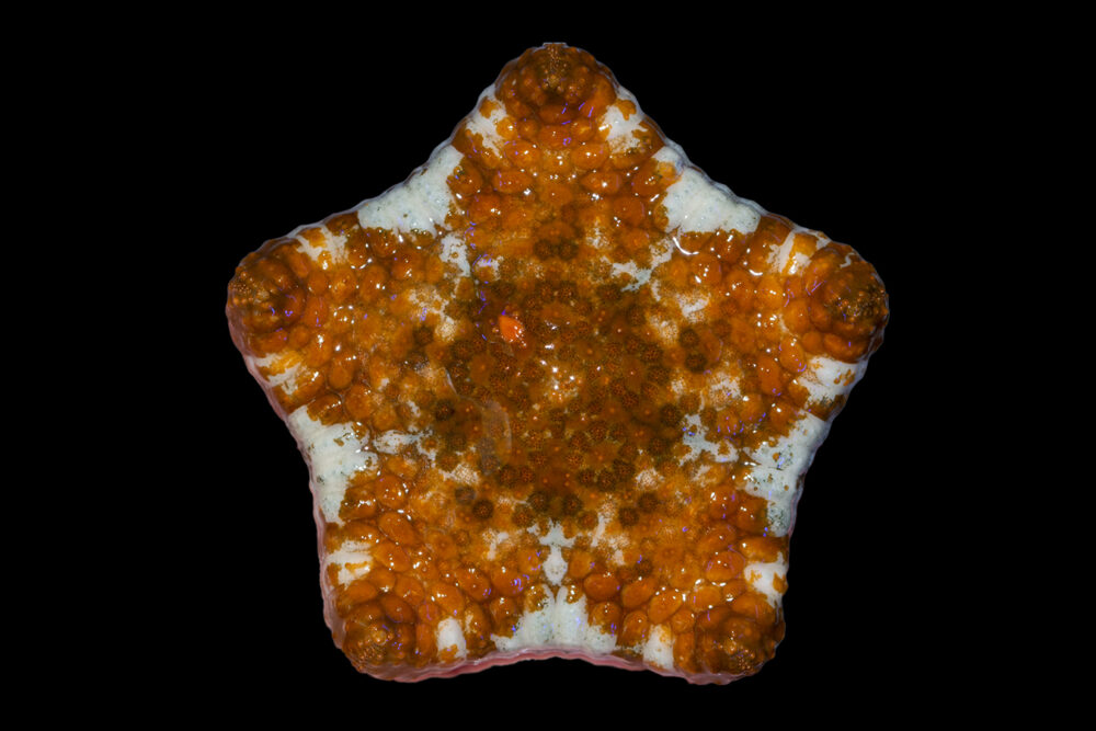 Cushion Starfish