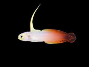 Fire Goby