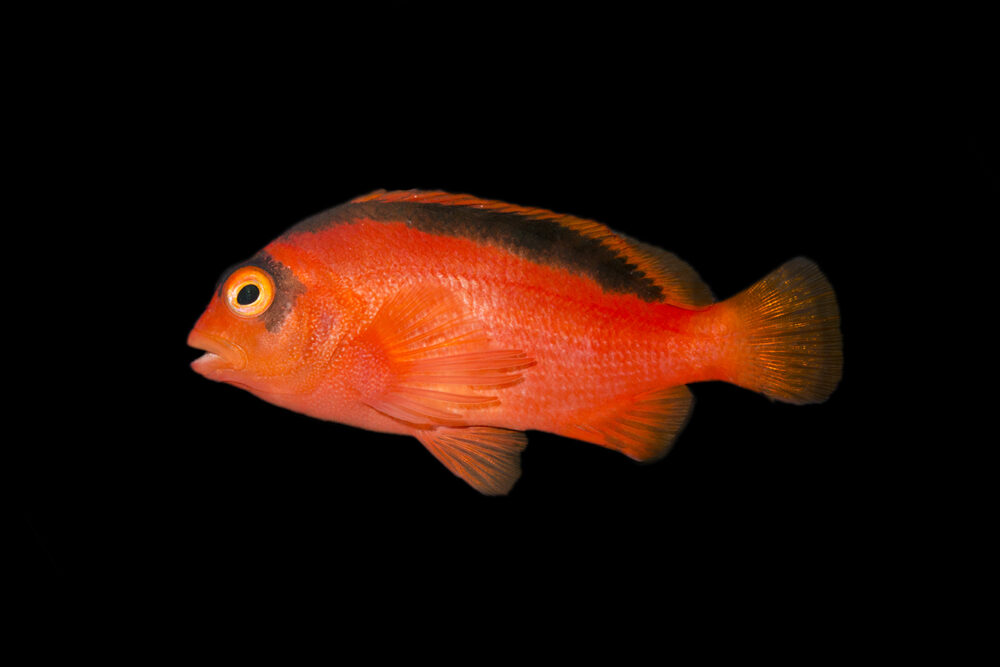 Flame Hawkfish