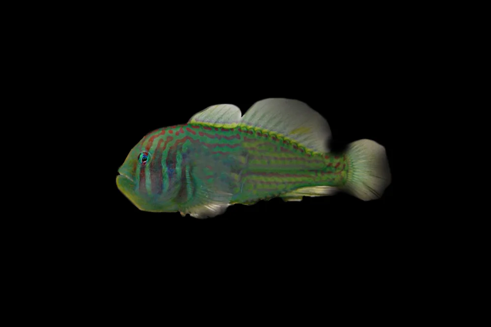 Green Coral Goby jpg