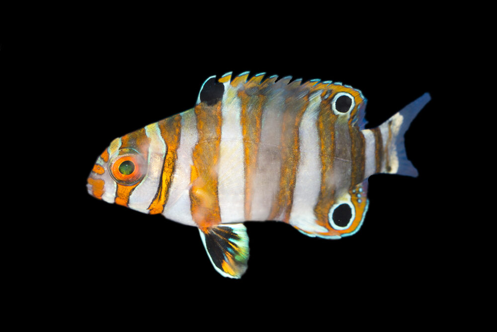 Harlequin Tuskfish Juvenile