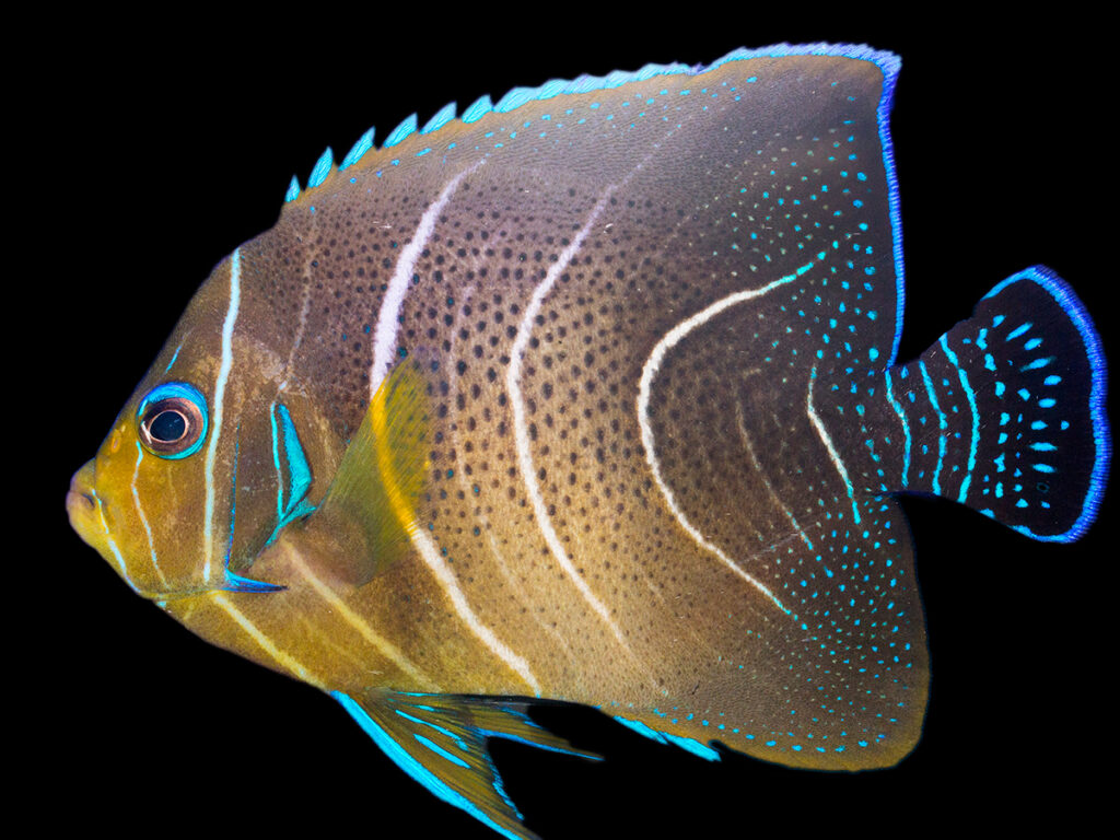 Shop Koran Angelfish Reeftopia Australias Source For Premium Fish