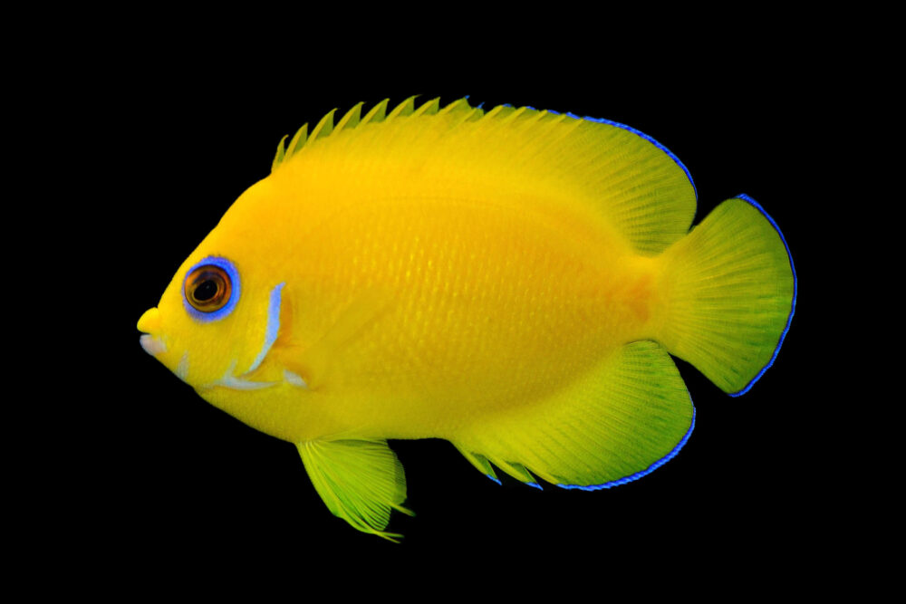 Lemonpeel Angelfish