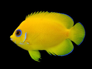 Lemonpeel Angelfish