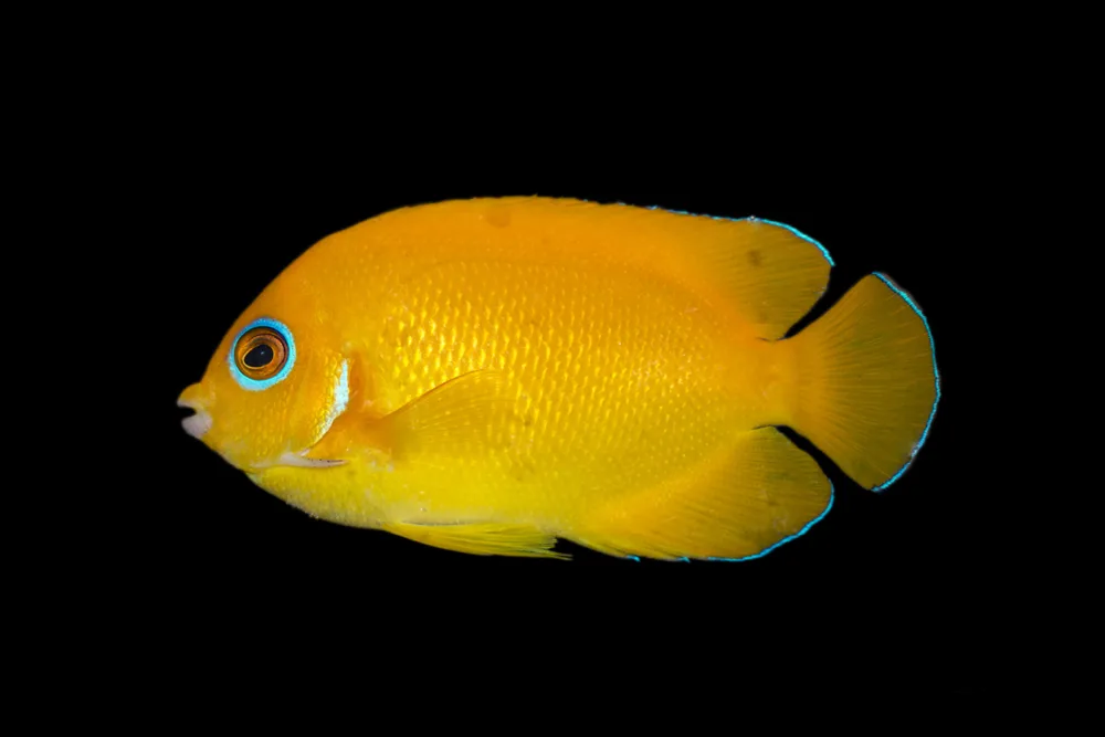 Lemonpeel Angelfish jpg