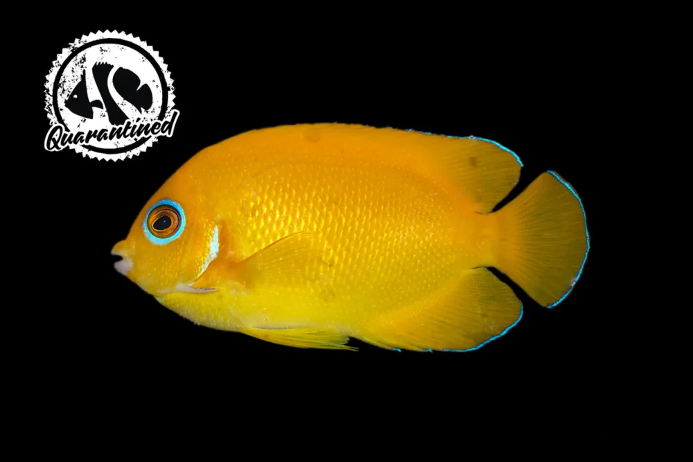 Lemonpeel Angelfish - Quarantined