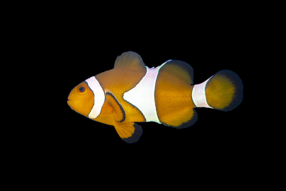 Ocellaris Clownfish Orange