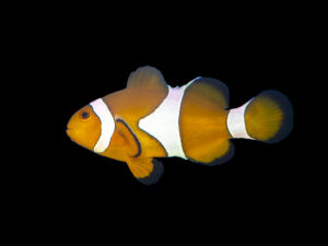 Ocellaris Clownfish Orange
