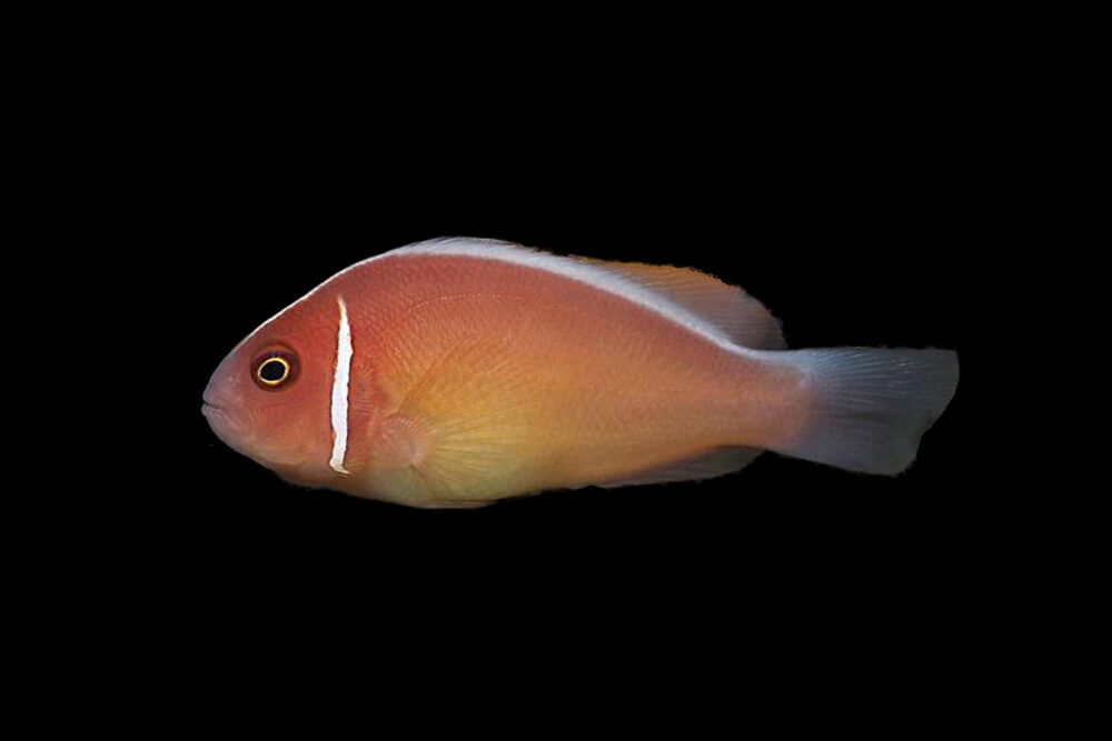 Pink Skunk Clownfish