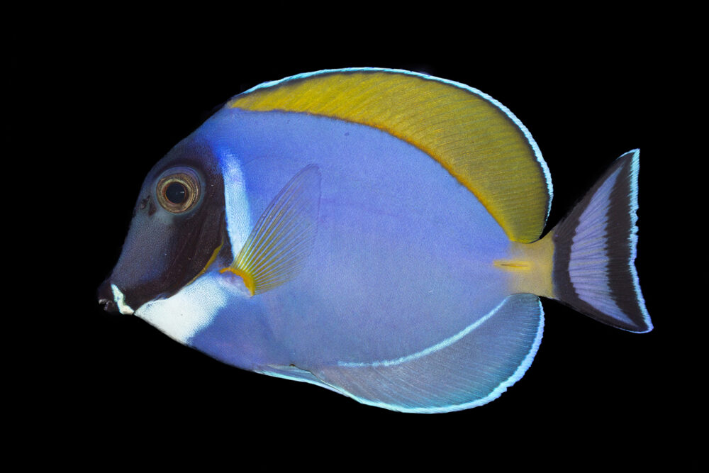 Shop Powder Blue Tang Reeftopia Australia's Source For Premium Fish