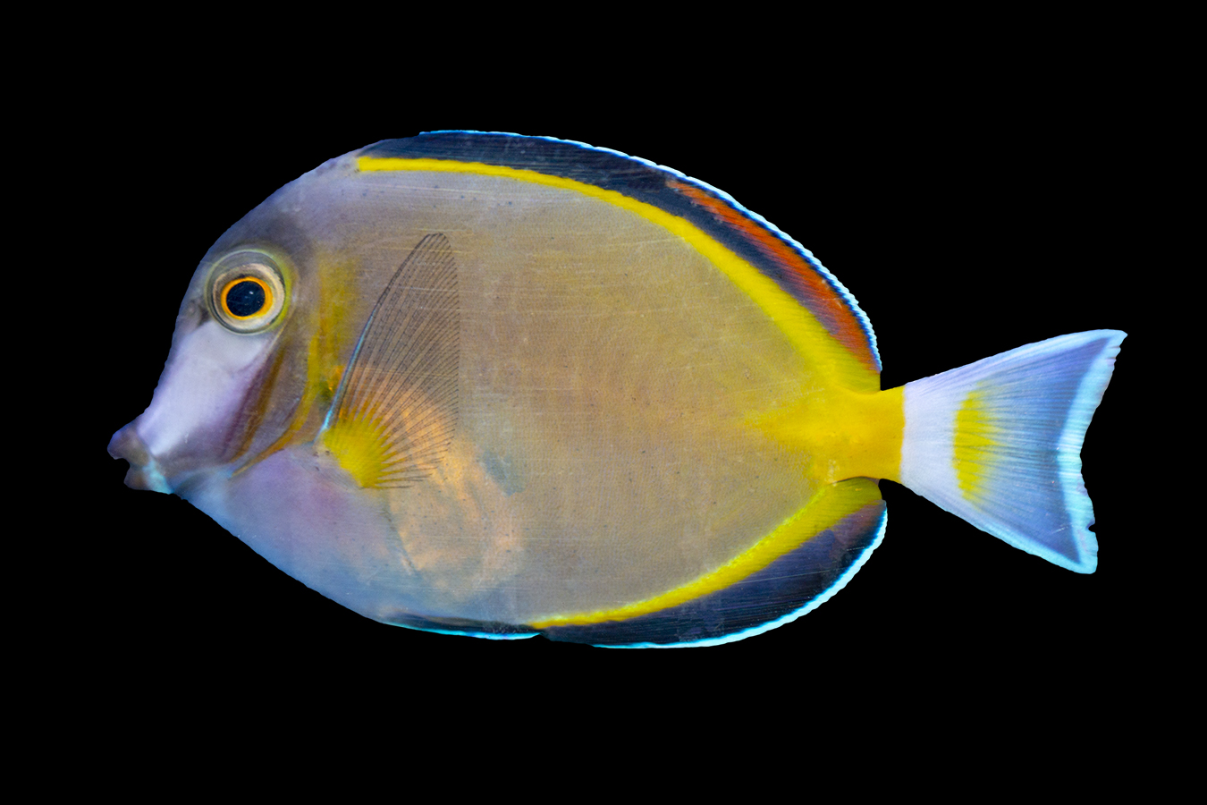 Powder Brown Tang Reeftopia