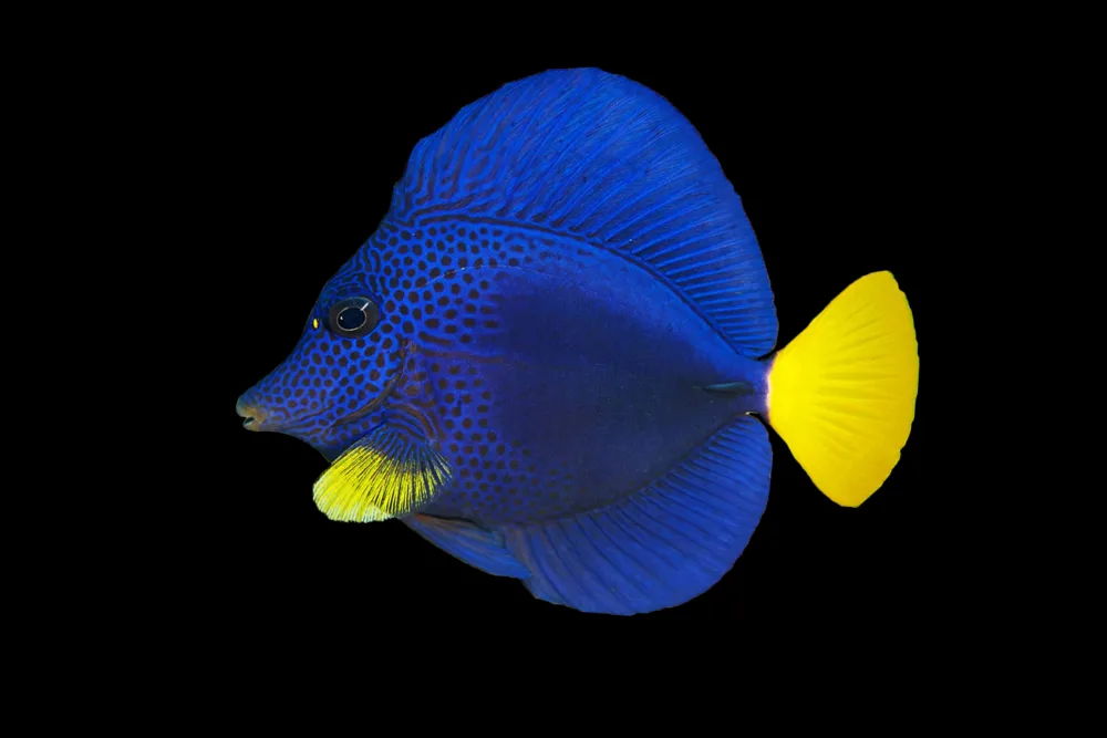 Purple Tang 1 jpg