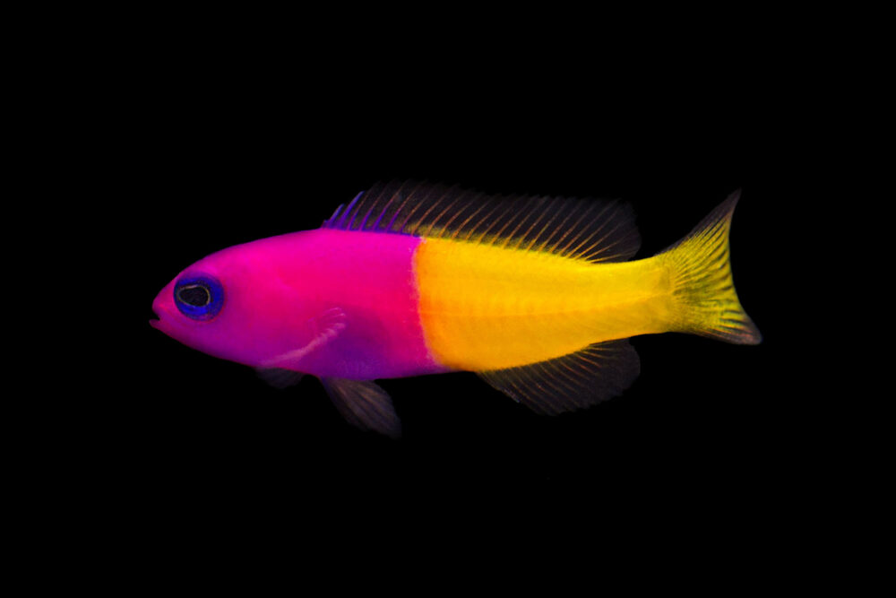Royal Dottyback