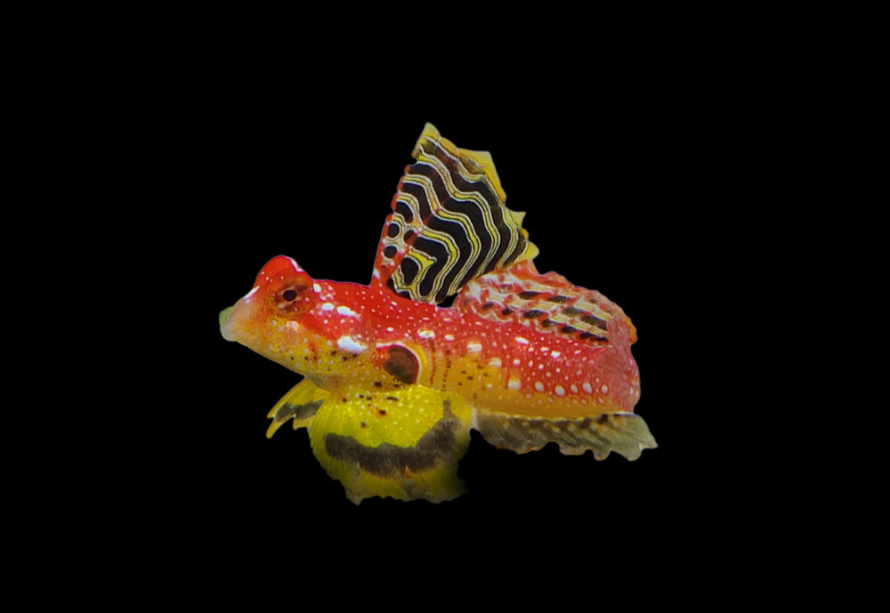 Ruby Red Dragonet MALE
