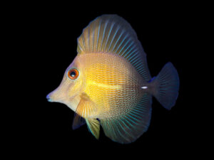 Scopas Tang