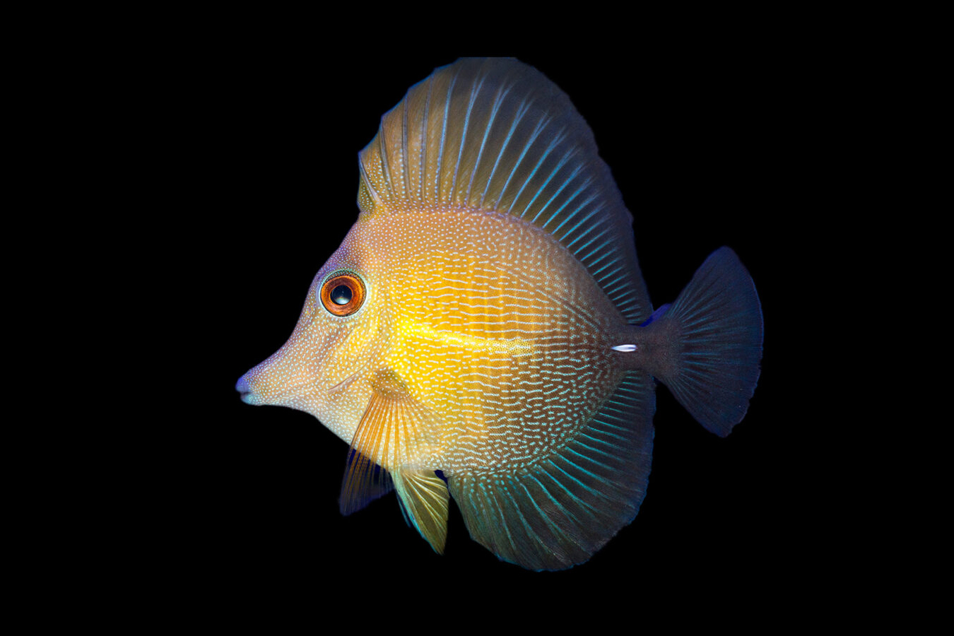 Scopas Tang 1 Scopas Tang