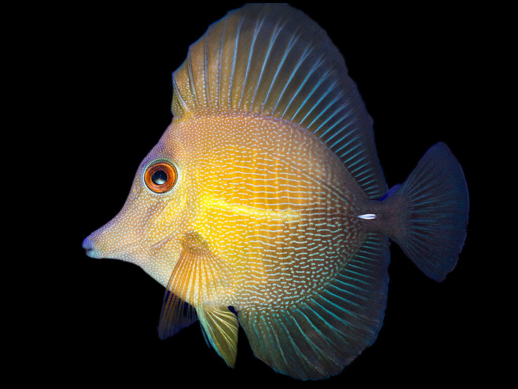 Shop Scopas Tang - Reeftopia | Australia's Source For Premium Fish & Coral