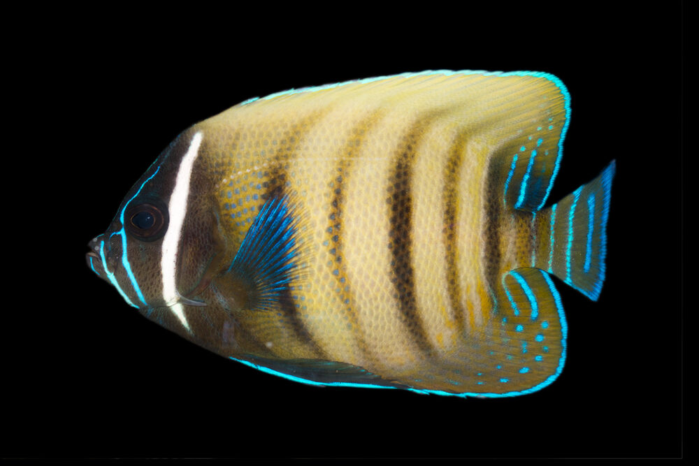 Sixbar Angelfish Sub Adult