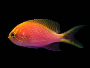 Sunburst Anthias