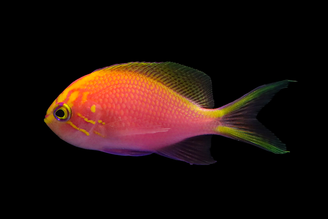 Sunburst Anthias 1 Sunburst Anthias