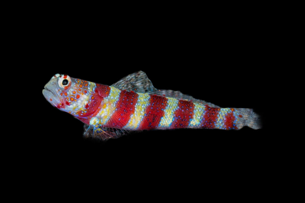 Wheeleri Shrimp Goby