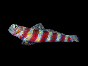 Wheeleri Shrimp Goby
