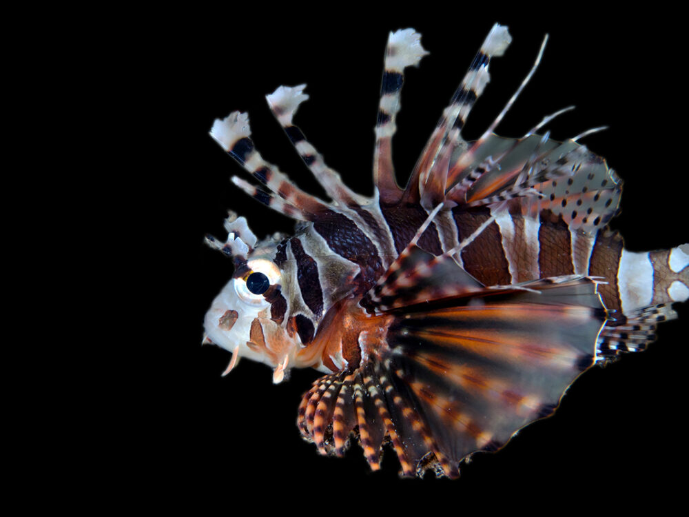 Zebra Lionfish