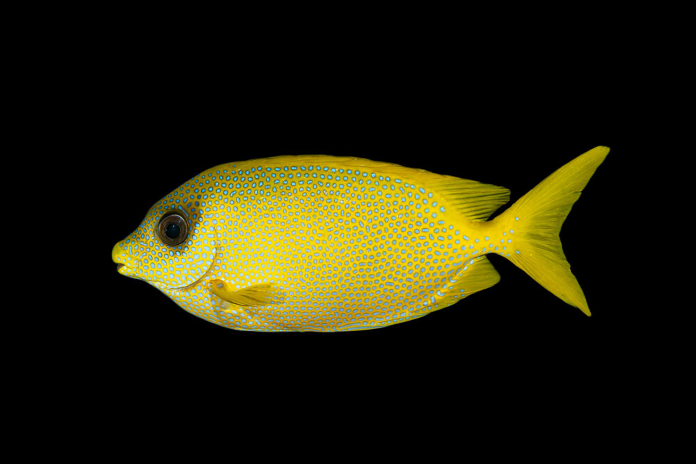 Blue Spotted Rabbitfish