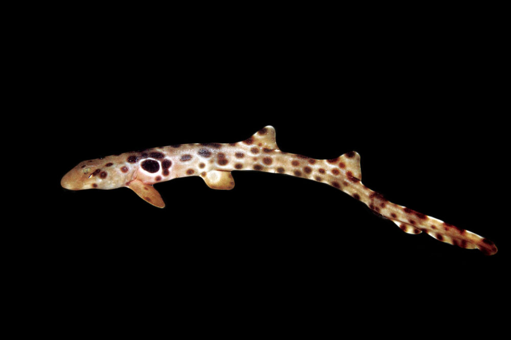 Epaulette Shark