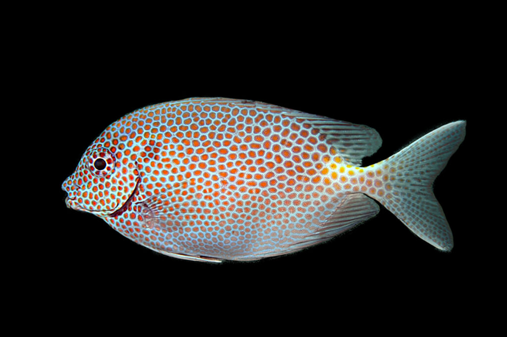 Shop Gold Spot Rabbitfish - Reeftopia | Australia's Source For Premium ...