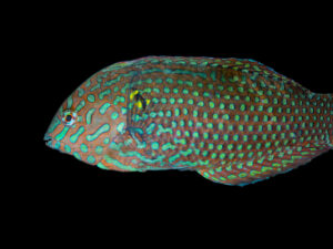 Leopard Wrasse - Male, Large (8cm+)