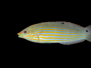 Melanurus Wrasse - Female, Medium (4 - 8cm)