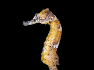 Reidi Seahorse
