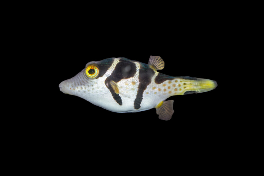 Valentini Pufferfish
