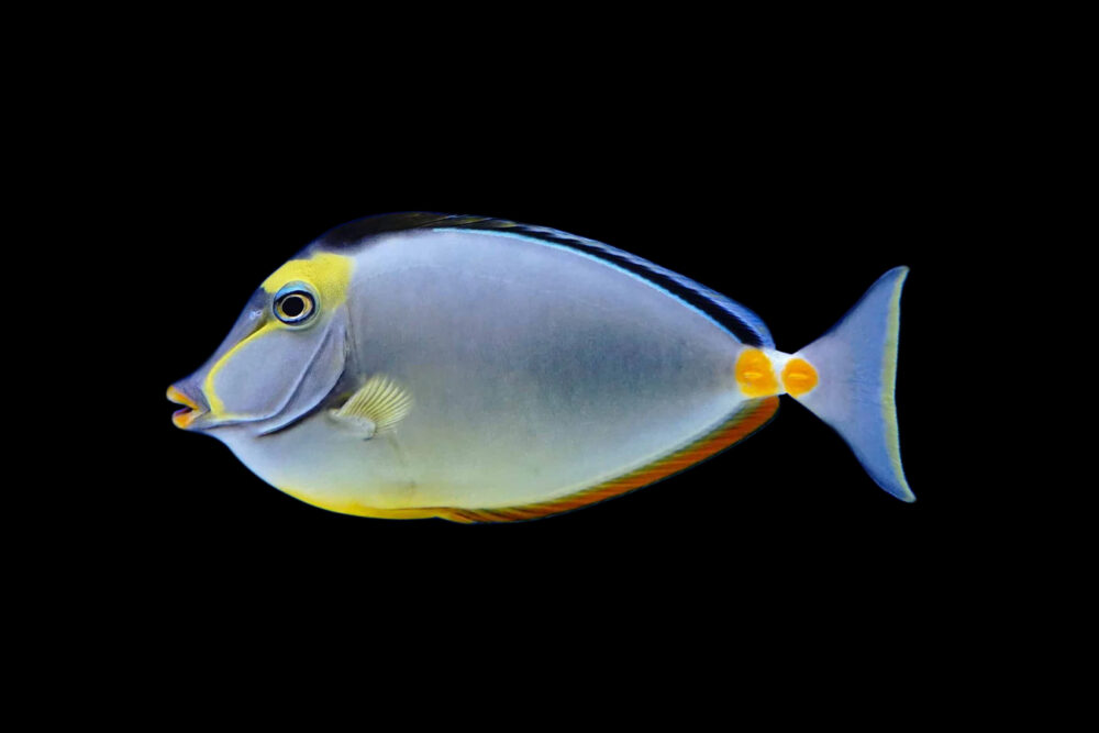 Lipstick Tang