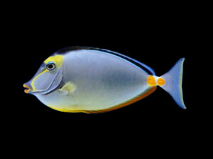 Lipstick Tang