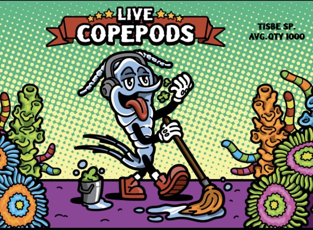 Live Copepods